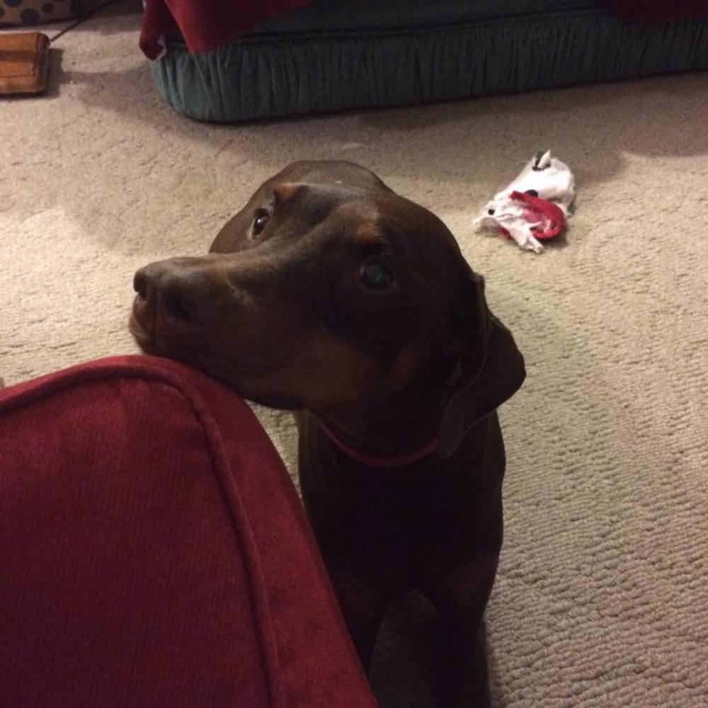 Meet your Posher, Holly